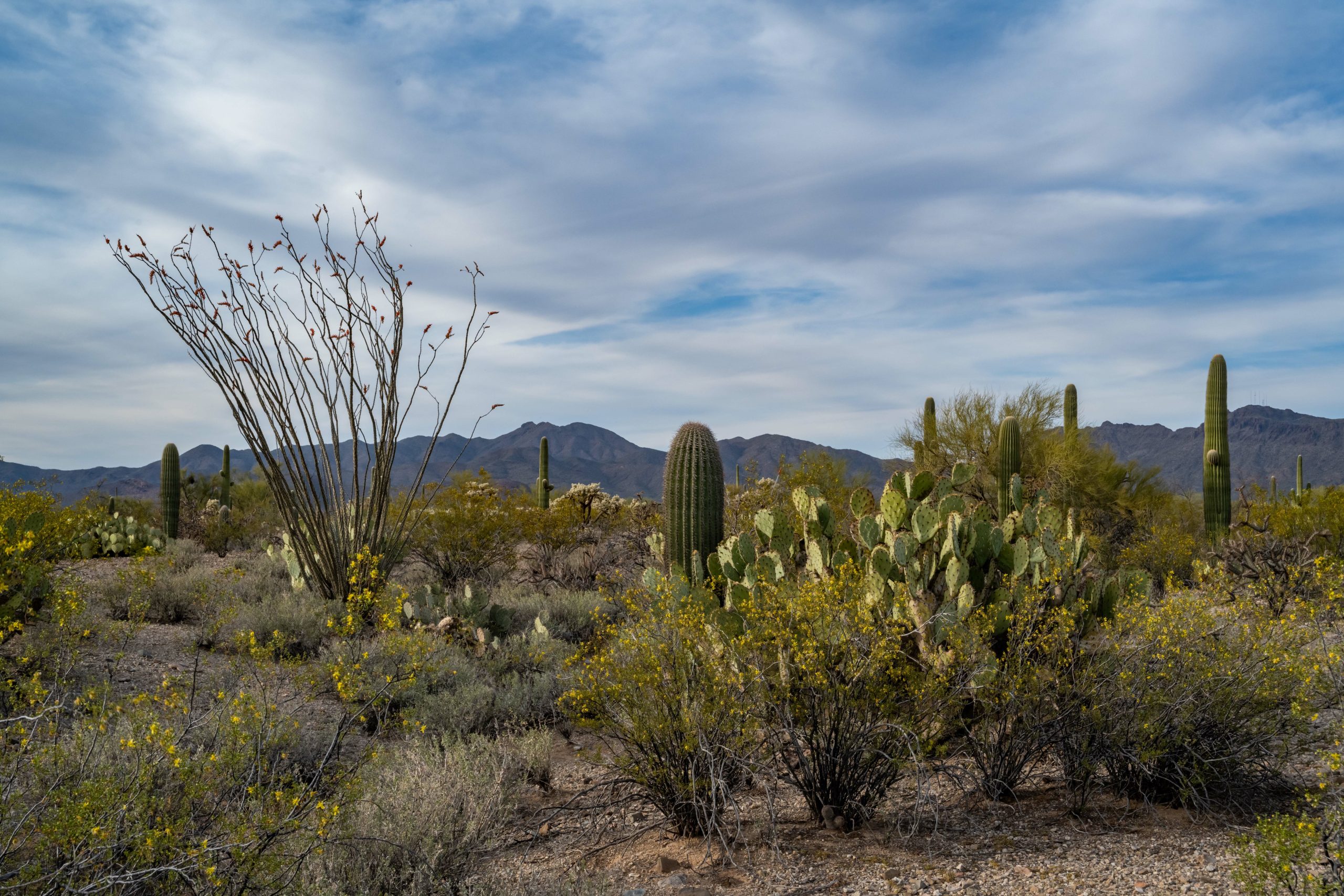 Arizona's Fungal Disease: What You Need To Know